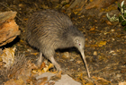 101960 Kiwi North Island brown.jpg